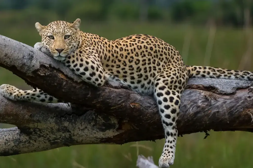 tanzania safaris