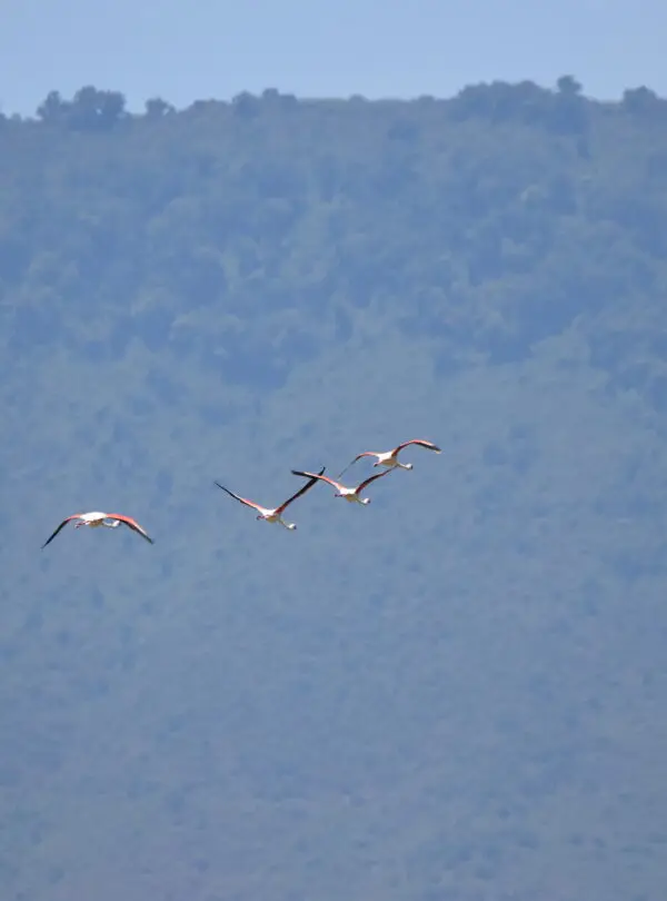 EL_DSC_3751
